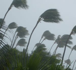 Palm trees blowing in the wind